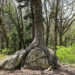 Fotografia che ritrae un albero cresciuto sopra e attraverso una roccia, probabilmente allargandone le fenditure già presenti e forse in alcuni casi rompendola, al centro di una radura in un bosco.