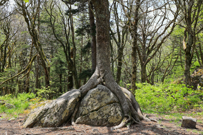 Fotografia che ritrae un albero cresciuto sopra e attraverso una roccia, probabilmente allargandone le fenditure già presenti e forse in alcuni casi rompendola, al centro di una radura in un bosco.