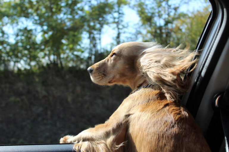 Un cane (un cocker) con la testa fuori dal finestrino di un’automobile in corsa e le orecchie svolazzanti