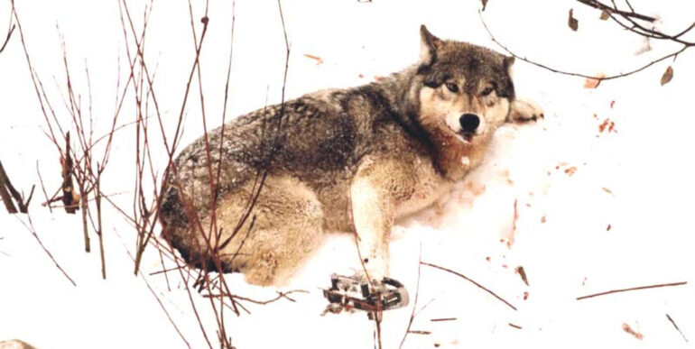 Un lupo sdraiato sul fianco sinistro nella neve di un declivio montano, sofferente, con la zampa anteriore destra intrappolata in una tagliola. Il lupo ha la testa girata a destra e guarda davanti a sé. Sulla neve c'è qualche macchia di sangue.