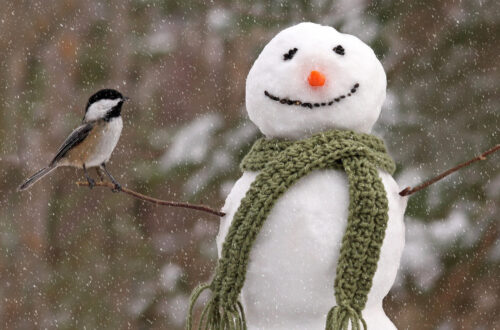 Fotografia che ritrae un pupazzo di neve con una cinciallegra poggiata sulla "mano" del "braccio" destro, in realtà un rametto d'albero.