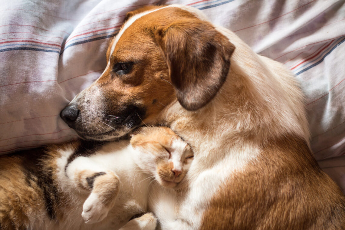 Fotografia che ritrae un cane e un gatto sdraiati su quello che parrebbe essere un piumino morbido sopra un letto. Il pelo di entrambi è bianco, rosso e nero. Il cane è sdraiato a destra del gatto, è di profilo con la testa e il muso lungo rivolt* a sinistra, ha un'espressione tenera, appena un po' malinconica; mentre il gatto è sdraiato al suo fianco, sotto il suo mento, con la testa appoggiata sul suo collo, gli occhi chiusi, espressione beatissima sul muso, le zampe anteriori leggermente sollevate e piegate in giù sotto il suo mento.