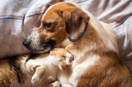 Fotografia che ritrae un cane e un gatto sdraiati su quello che parrebbe essere un piumino morbido sopra un letto. Il pelo di entrambi è bianco, rosso e nero. Il cane è sdraiato a destra del gatto, è di profilo con la testa e il muso lungo rivolt* a sinistra, ha un'espressione tenera, appena un po' malinconica; mentre il gatto è sdraiato al suo fianco, sotto il suo mento, con la testa appoggiata sul suo collo, gli occhi chiusi, espressione beatissima sul muso, le zampe anteriori leggermente sollevate e piegate in giù sotto il suo mento.
