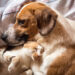 Fotografia che ritrae un cane e un gatto sdraiati su quello che parrebbe essere un piumino morbido sopra un letto. Il pelo di entrambi è bianco, rosso e nero. Il cane è sdraiato a destra del gatto, è di profilo con la testa e il muso lungo rivolt* a sinistra, ha un'espressione tenera, appena un po' malinconica; mentre il gatto è sdraiato al suo fianco, sotto il suo mento, con la testa appoggiata sul suo collo, gli occhi chiusi, espressione beatissima sul muso, le zampe anteriori leggermente sollevate e piegate in giù sotto il suo mento.
