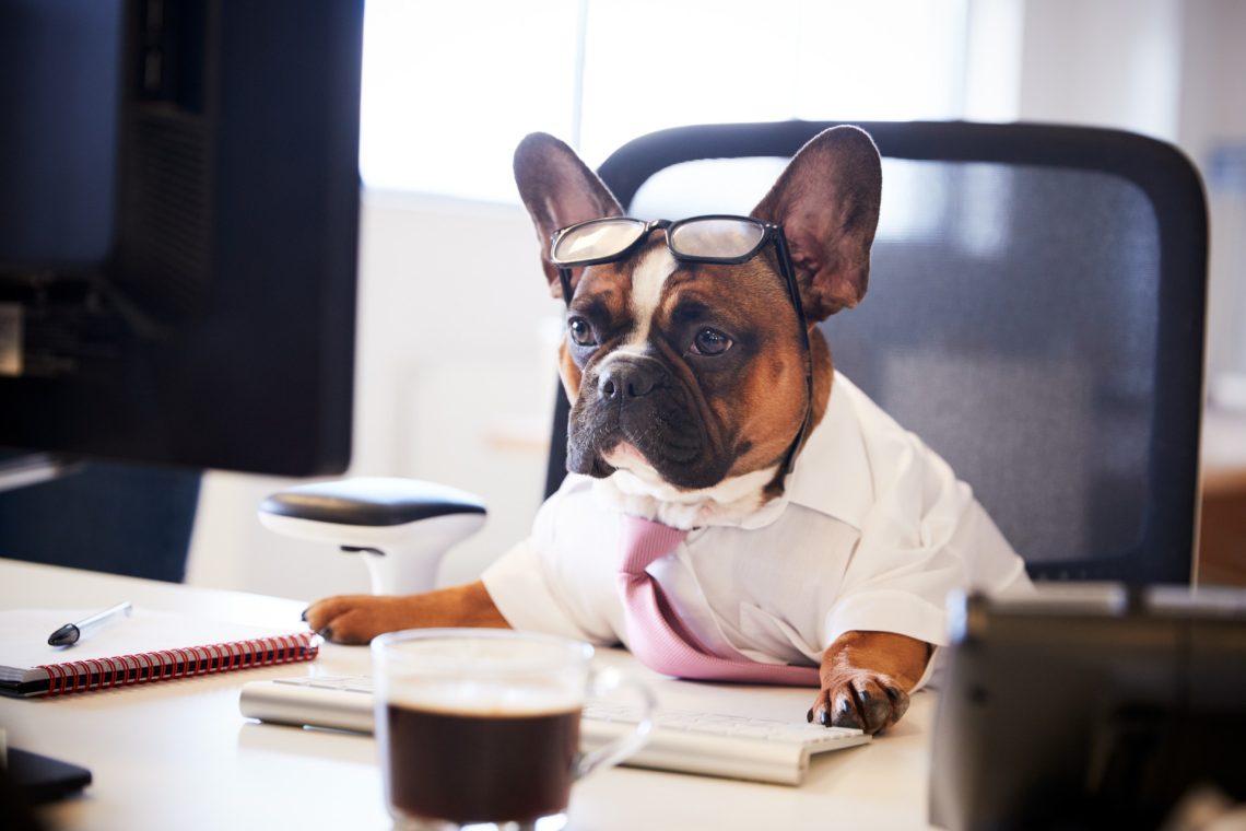 Una foto a colori, in formato orizzontale, che ritrae un cane (un bulldog francese) seduto a una scrivania, davanti a un monitor, una tastiera, una tazza di caffè e un blocco per gli appunti. Il cane indossa una camicia a maniche corte con una cravatta rosa e un paio di occhiali dalla montatura nera spessa appoggiati sulla fronte. Osserva il monitor davanti a sé con un'espressione un po' trasognata e malinconica.