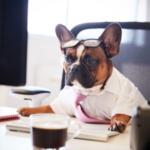 Una foto a colori, in formato orizzontale, che ritrae un cane (un bulldog francese) seduto a una scrivania, davanti a un monitor, una tastiera, una tazza di caffè e un blocco per gli appunti. Il cane indossa una camicia a maniche corte con una cravatta rosa e un paio di occhiali dalla montatura nera spessa appoggiati sulla fronte. Osserva il monitor davanti a sé con un'espressione un po' trasognata e malinconica.