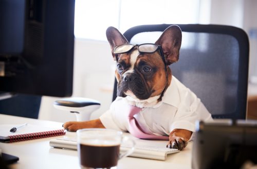 Una foto a colori, in formato orizzontale, che ritrae un cane (un bulldog francese) seduto a una scrivania, davanti a un monitor, una tastiera, una tazza di caffè e un blocco per gli appunti. Il cane indossa una camicia a maniche corte con una cravatta rosa e un paio di occhiali dalla montatura nera spessa appoggiati sulla fronte. Osserva il monitor davanti a sé con un'espressione un po' trasognata e malinconica.