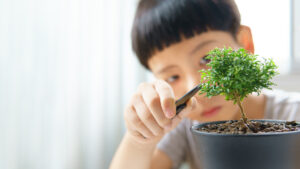 Una foto a colori, in formato orizzontale (16:9), che ritrae, a destra, da vicino, un piccolissimo bonsai in un vaso; dietro quello, un po' fuori fuoco, c'è un bambino (cinese o giapponese) che lo sta potando con un paio di forbici; dietro entrambi, bonsai e bambino, c'è uno sfondo di tende bianche molto fuori fuoco.