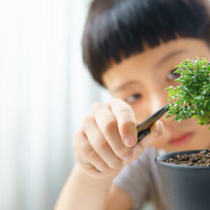Una foto a colori, in formato orizzontale (16:9), che ritrae, a destra, da vicino, un piccolissimo bonsai in un vaso; dietro quello, un po' fuori fuoco, c'è un bambino (cinese o giapponese) che lo sta potando con un paio di forbici; dietro entrambi, bonsai e bambino, c'è uno sfondo di tende bianche molto fuori fuoco.
