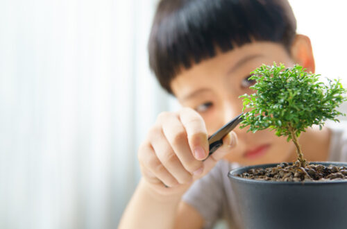Una foto a colori, in formato orizzontale (16:9), che ritrae, a destra, da vicino, un piccolissimo bonsai in un vaso; dietro quello, un po' fuori fuoco, c'è un bambino (cinese o giapponese) che lo sta potando con un paio di forbici; dietro entrambi, bonsai e bambino, c'è uno sfondo di tende bianche molto fuori fuoco.