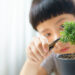 Una foto a colori, in formato orizzontale (16:9), che ritrae, a destra, da vicino, un piccolissimo bonsai in un vaso; dietro quello, un po' fuori fuoco, c'è un bambino (cinese o giapponese) che lo sta potando con un paio di forbici; dietro entrambi, bonsai e bambino, c'è uno sfondo di tende bianche molto fuori fuoco.