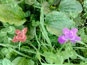 “Quadrifogli”, fotografia e fotoritocco di Pietro Della Mea. È una foto a colori, in formato orizzontale, che ritrae dall'alto, da vicino, una piccola area di un prato con tanti trifogli, foglie grosse e ampie di una piantina che non so cosa sia, larghi fili d'erba di quelli che si possono suonare, e due quadrifogli, a metà altezza dell'inquadratura, uno verso il bordo sinistro, l'altro verso quello destro.