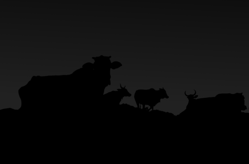 Un’illustrazione che raffigura delle silhouette di mucche completamente nere davanti a un cielo scurissimo, quasi nero anch’esso.
