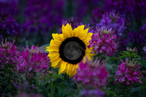Fotocomposizione con un girasole giallo brillante circondato da fiori viola in un giardino. La parte centrale del girasole, quella da cui si irradiano i petali, è completamente nera e contiene una luna molto scura.