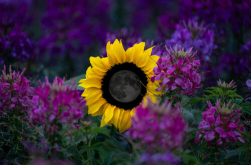 Fotocomposizione con un girasole giallo brillante circondato da fiori viola in un giardino. La parte centrale del girasole, quella da cui si irradiano i petali, è completamente nera e contiene una luna molto scura.